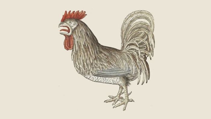 This 16th-century depiction of a rooster will leave you exclaiming,