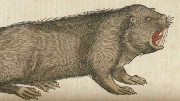 This is not the kind of beaver you'd want to encounter in the forest.