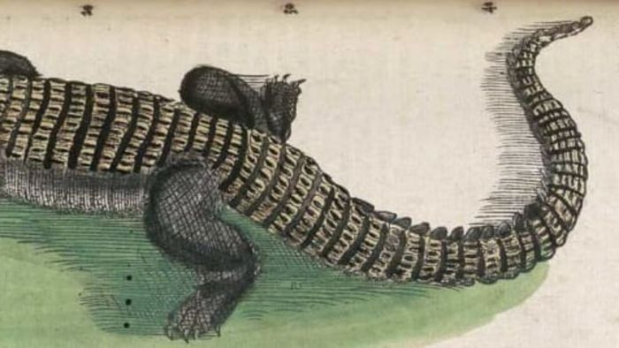 Crocodiles possess the ability to regenerate their teeth.