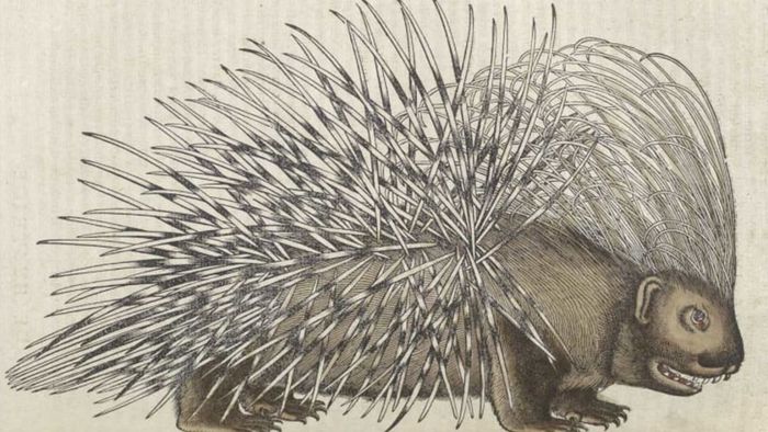 The term porcupine originates from the French phrase meaning 