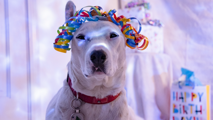Top 11 Animal Social Media Accounts You Need to Follow