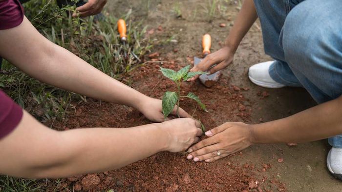A group of friends planting a young tree.