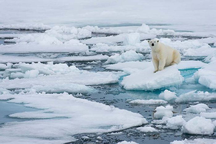 A polar bear (Ursus maritimus) standing on pack ice