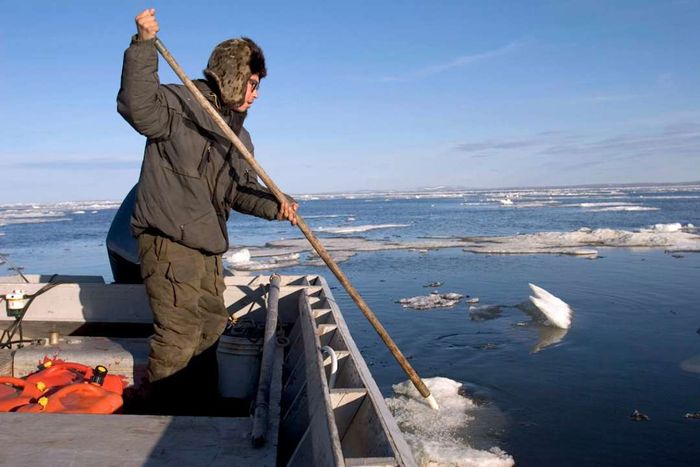 Iñupiat hunter Herbert Nayokpuk clears floating ice from his boat.