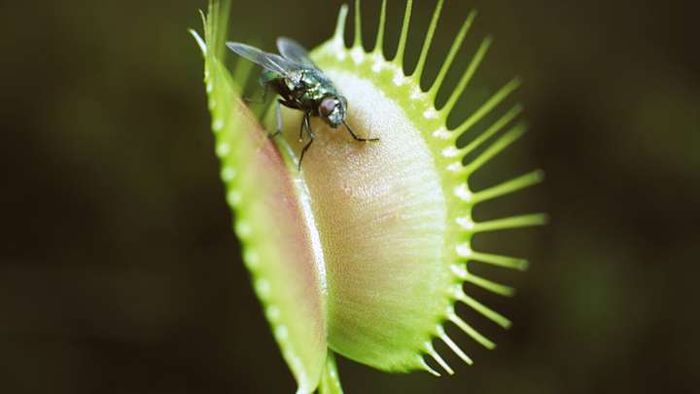 A Venus flytrap capturing its prey.