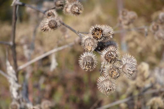 Burdock burrs