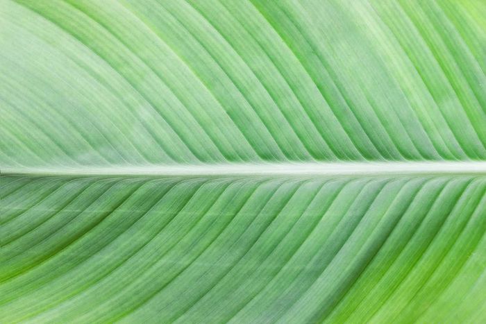 Close-up of a grooved plant leaf