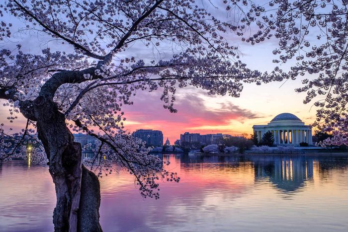 A serene view of cherry blossoms at dawn at the Tidal Basin in Washington, D.C.