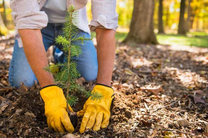 A person wearing yellow gardening gloves planting a young evergreen tree in a forest.