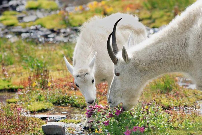 An adult mountain goat and a juvenile feeding on wildflowers
