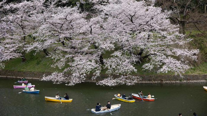 Tourists delight in boating beneath the sakura trees in Japan.