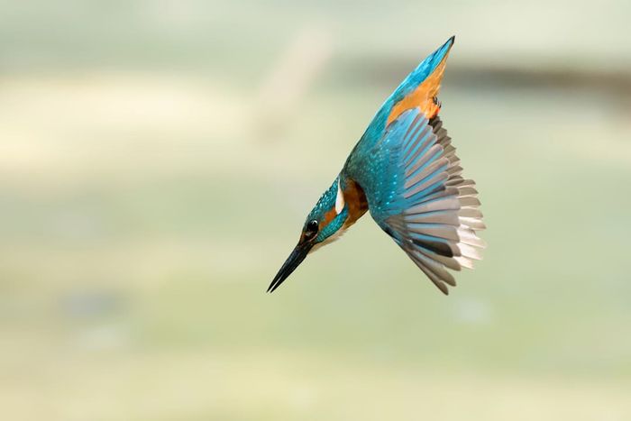 A diving kingfisher bird