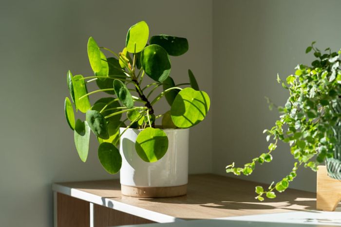 Two potted plants sitting on a table bathed in sunlight.