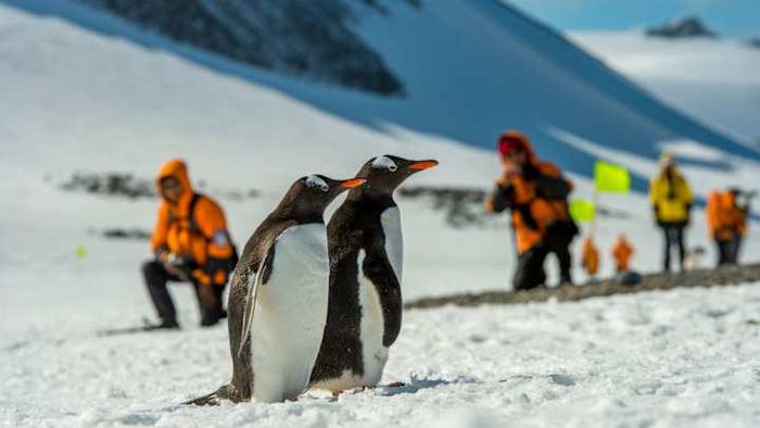 Travelers have the opportunity to closely observe Antarctica's gentoo penguins.