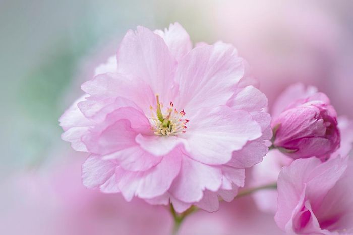 A stunning Kanzan cherry blossom in full bloom.