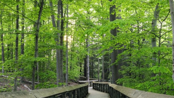 A serene forest trail within Cuyahoga Valley National Park.