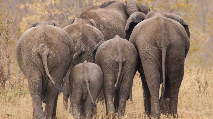 A herd of elephants seen from behind