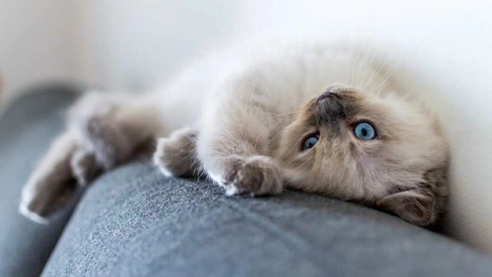 A Ragdoll kitten resting on a gray couch