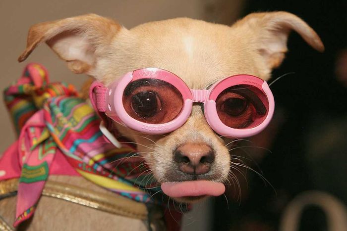 A Chihuahua adorned with pink glasses and a vibrant scarf