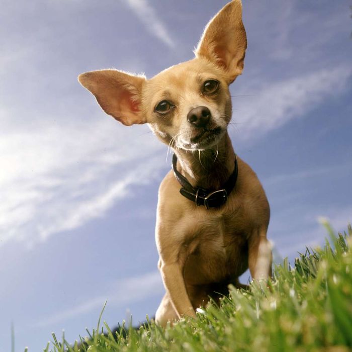 Gidget, the famous Taco Bell dog