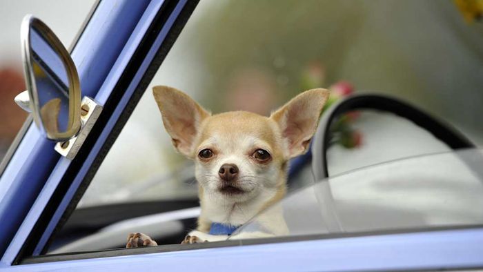 A tan Chihuahua peering out of a car window