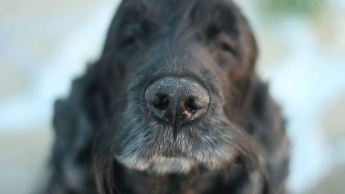 A different dog (not Poppy) demonstrates its impressive scenting abilities.