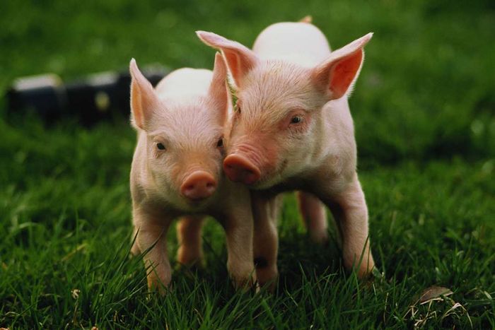 Two piglets resting on lush green grass