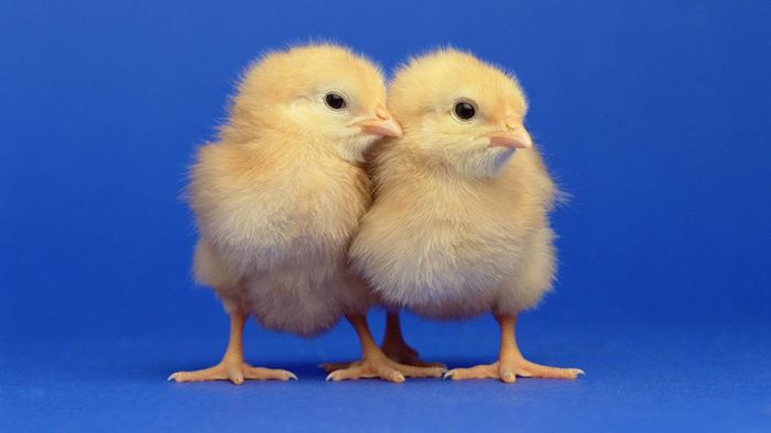 Two chicks set against a blue backdrop