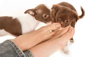 dogs sniffing someone's feet