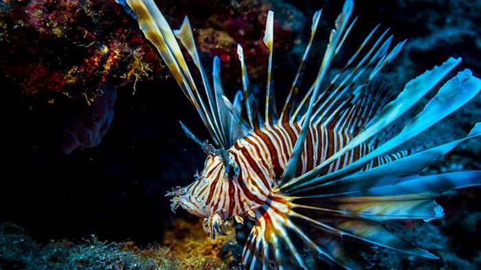 In the United States, lionfish are classified as invasive species.
