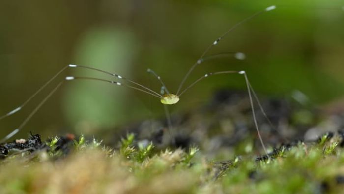 Discover the essential truths about daddy longlegs.