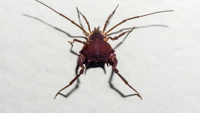 A Gonyleptidae harvestman in Brazil.