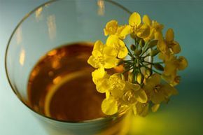 A glass of canola oil accompanied by a vibrant canola plant