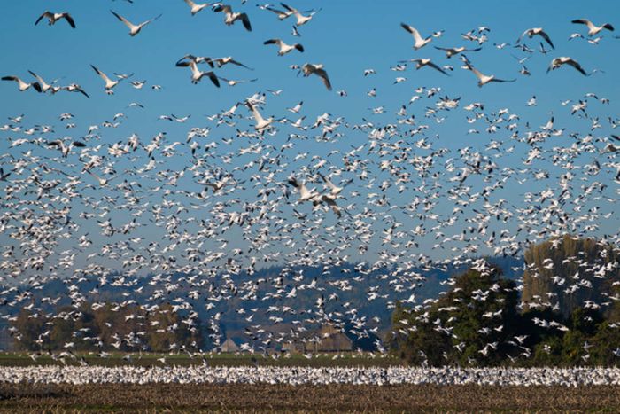 A vast group of snow geese soaring across a clear blue sky