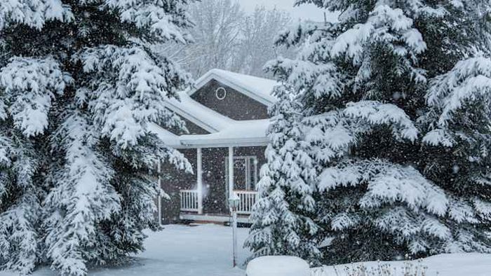 A visit to the forest on a snow-covered evening.
