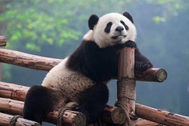 Professional Panda Caretakers