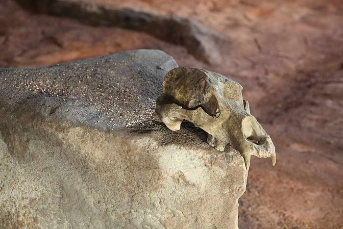 Replica of Chauvet Cave Set to Open to the Public