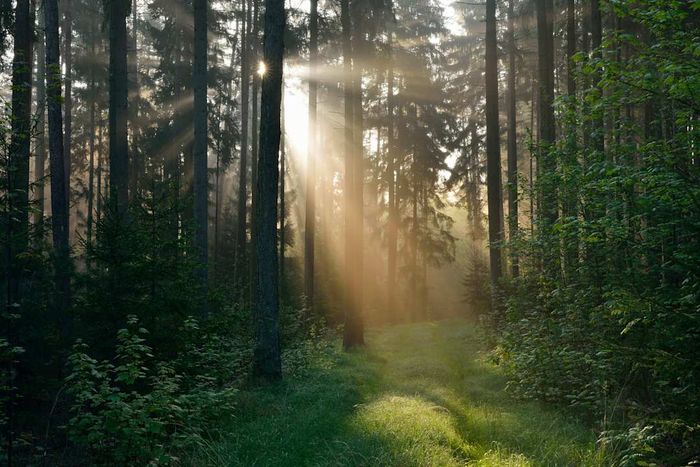 A misty forest illuminated by sunbeams in Franconia, Bavaria, Germany.