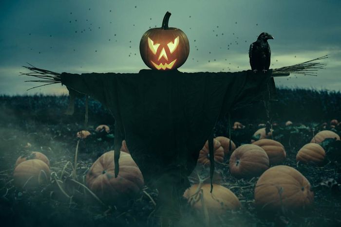 scarecrow with a jack-o'-lantern head and a crow on its arm in a pumpkin patch
