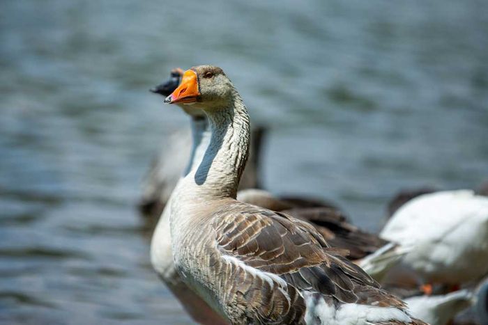 a serene image of geese near a lake