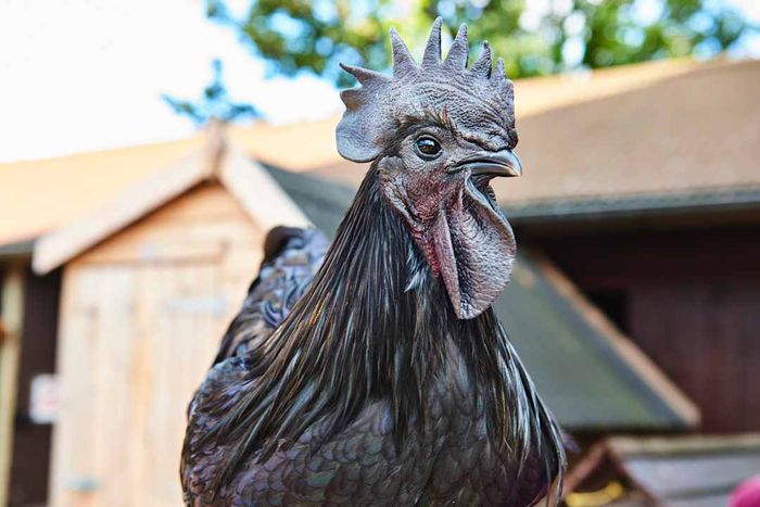 A black hen on a farm
