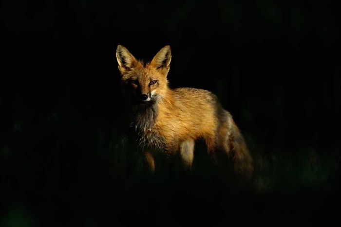 Red Fox Standing in the Shadows