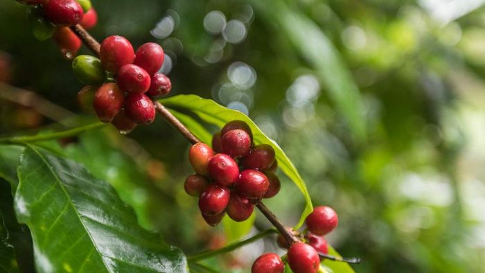 Coffee beans are shown in the image