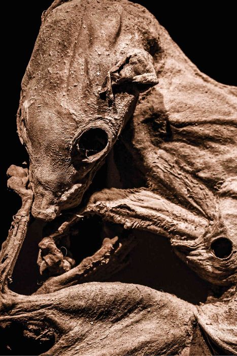 A preserved ferret mummy.