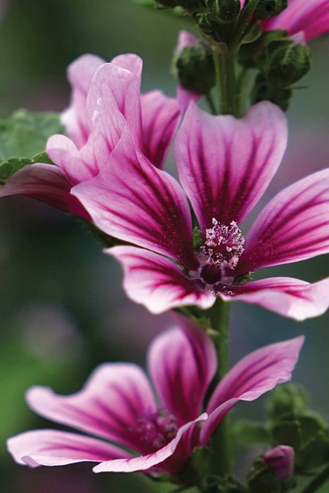 The term ‘mauve’ originates from the ‘Malva’ (mallow) flower.