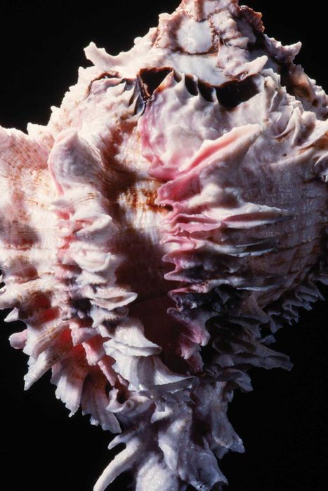 A view of the underside of the regal murex sea snail.
