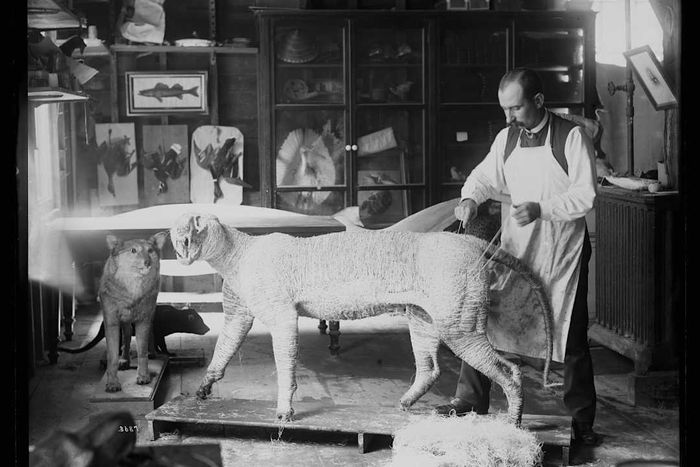 In 1884, taxidermist William Temple Hornaday was busy crafting a tiger model in the Smithsonian’s taxidermy and model workshop.