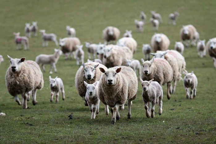 Cold Weather Creates Challenges for Sheep Farmers in Wales