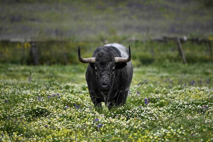 SPAIN-BULLFIGHTING-LIVESTOCK