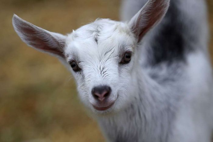 Dairy Goat Herds Have Grown Significantly in the U.S. Over the Past Decade